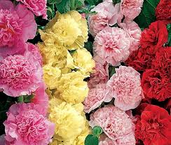 Image result for Alcea rosea