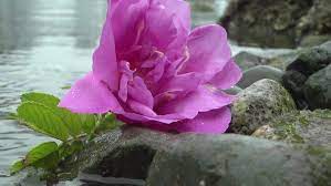 How to make rose water + diy rosewater face toner video. Rose In Water 02 Stock Footage Video 100 Royalty Free 8417173 Shutterstock