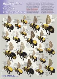 Bee Identification Chart Bee Bee Keeping Bee Friendly