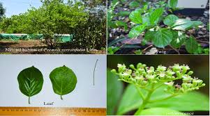 Image result for Premna serratifolia