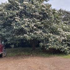 Image result for Cordia africana