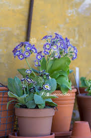 Image result for Primula x pubescens