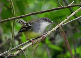 Harga Burung Perenjak Jawa Ciblek Tahun 2021 Kicauan Burung Burung Hias Makanan Burung Kicau Burung Latihan Burung Suara Burung Harga Burung Kicauan Burung