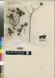 Image result for Hypericum lalandii