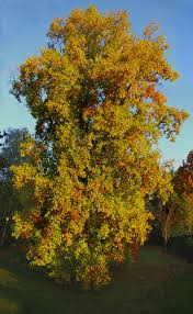 Image result for Liriodendron