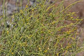 Image result for Thamnosma rhodesica
