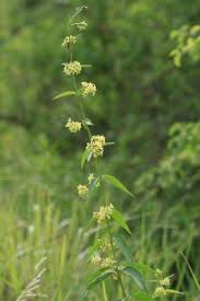 Image result for Vincetoxicum stenolobum