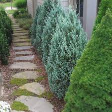 Juniper landscaping has been set up 8/29/2019 in state multiple. Juniper Landscaping Ideas Photos Houzz