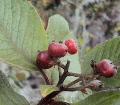 Image result for Vangueria ferruginea