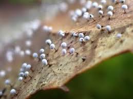 Image result for Melanospermum