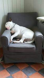 onze english bull terrier tinus doet een power nap in zijn eigen stoel english bull terriers bull terrier dog bull terrier
