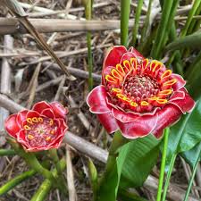Image result for Etlingera elatior