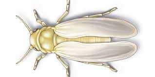 We did not find results for: Pest Alert Silverleaf Whiteflies Invade Ga Cotton Syngenta Know More Grow More