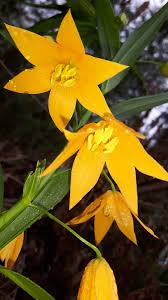 Image result for Littonia modesta