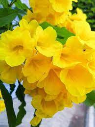Texas Yellow Bell Bush Gold Star Esperenza Trumpet Flower Etsy In 2021 Tree With Yellow Flowers Small Yellow Flowers Yellow Flowering Plants