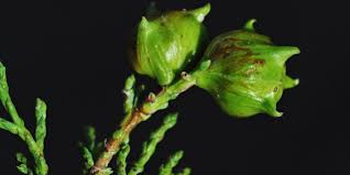 Image result for Widdringtonia