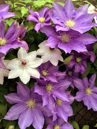 Check spelling or type a new query. Clematis Vine Growing Clematis Plant In A Container Perennial Flowering Vine Clematis Vine Clematis Perennial Flowering Vines