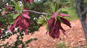 Image result for Phaeoptilum spinosum