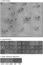 Under aerobic growth photosynthesis is genetically suppressed and r. Https Dash Harvard Edu Bitstream Handle 1 4742426 389902 Pdf Sequence 1