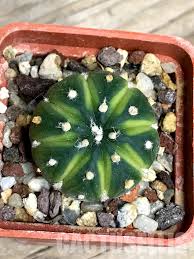 Image result for Thesium asterias