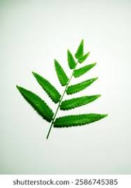 Image result for Woodsiaceae