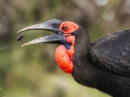 Big Bird With Large Beak Big Six Birds Southern Ground Hornbill About To Catch A Large Beetle In Its Beak Masai Mara Kenya By Ole Jorgen Liodden Birds Animal Faces Beautiful Birds