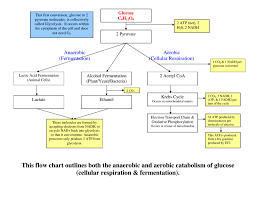 We did not find results for: This Flow Chart Outlines Both The Anaerobic And Aerobic Catabolism