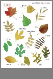 Pin By Minimal Is Chic On Preschool Fall Leaf Identification Tree Identification Chart Tree Identification