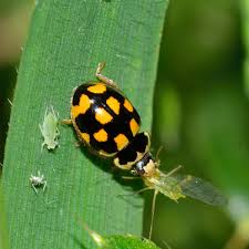 Uc research shows that high numbers of lady beetles are required to control aphids. Ladybug Treating Against Aphids And Attracting This Helper To Your Garden
