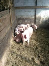 Ferma de reproductie suine malu cu flori membra a companiei pamnic com srl ofera spre vanzare purcei pentru ingrasare cu greutatea peste 20 kg, proveniti din linii genetice ameliorate special create de pic romania de sacrificat, 7 purcei 8 saptamani pret 220 ron. Vand Porci Ieftine Nou Si Utilizat Anunturi Vand Porci 78 Pagina Olx Ro