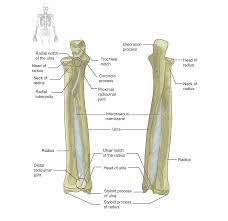 Human bone images with bony landmarks labeled. 8 2 Bones Of The Upper Limb Anatomy Physiology