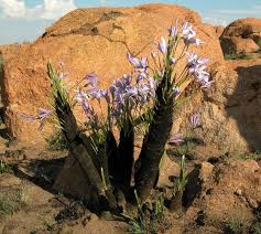 Image result for Xerophyta wentzeliana