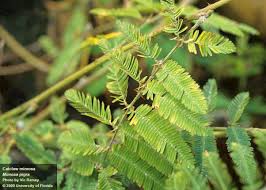 Image result for Mimosa pigra