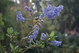 We did not find results for: California Native Plants Rancho Los Cerritos Historic Site