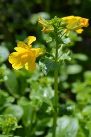 Image result for Mimulus