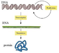 What do the letters draw the basic structure of a nucleotide with its three parts. Unit 4 Dna Structure Dna Replication Protein Synthesis Bradford Biologys
