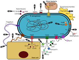A species of considerable medical importance. Cells Free Full Text Understanding Pseudomonas Aeruginosa Host Interactions The Ongoing Quest For An Efficacious Vaccine Html