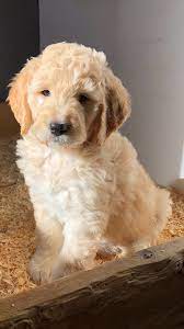 We did not find results for: Golden Pointe Kennel