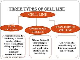 Animal Cell Lines Ppt Video Online Download