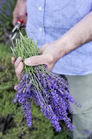 Beim schneiden von lavendel im frühjahr ist es der zeitpunkt. Lavendel Zuruckschneiden Direkt Nach Der Blutezeit Im Sommer Oscaramfreitag