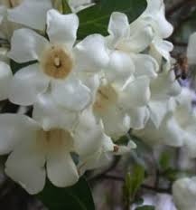 Image result for Rothmannia globosa