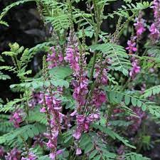 We did not find results for: Benih Isi 30 Indigofera Tarum Biji Tanaman Shopee Indonesia