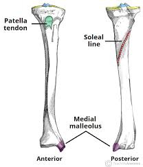 In humans the neck of the femur connects the shaft and head at a 125 degree angle. The Tibia Proximal Shaft Distal Teachmeanatomy
