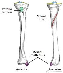 Bone cancers can begin in any bone inside the frame, however it maximum normally impacts the pelvis or the long bones in the arms and legs. The Tibia Proximal Shaft Distal Teachmeanatomy