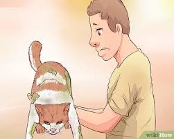 Generally, if a kitten weighs about 3 or 4 pounds, then it's most likely 3 or 4 months old. How To Know When To Euthanize Your Cat With Pictures Wikihow