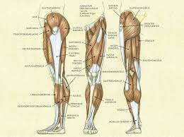 Leg Muscles Diagram Wiring Diagram Symbols And Guide