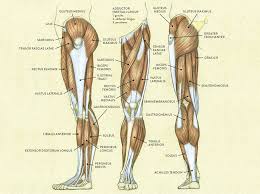 Leg Muscles Diagram Starting Know About Wiring Diagram