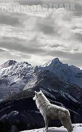 We have 64+ background looking for the best wallpapers? Wolf Live Wallpaper Android Animiert Hintergrundbild Kostenlose Herunterladen In Apk