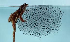 Tadpoles are larval frogs and toads amphibians. Caring For Tadpoles From Egg To Froglet Pethelpful