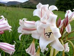 Image result for Crinum macowanii